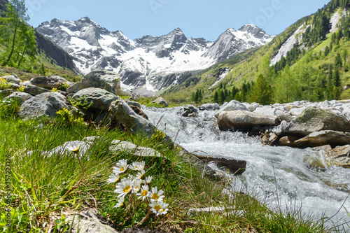 Alpenblumen am Gebirgsbach im Zillertal mit Gletscher im Hintergrund
