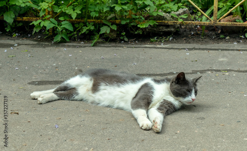 basking in the sun on and sleeping gray domestic cat