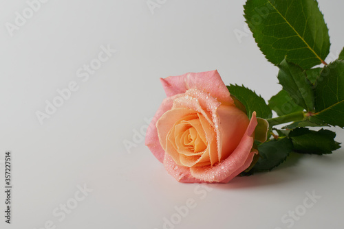 rose close-up with droplets on a white background