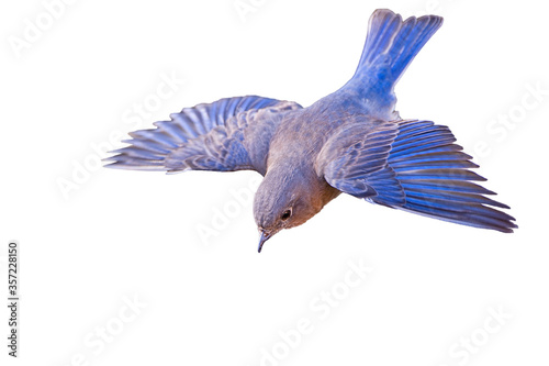 Canvas Print Eastern Bluebird Flying Downward and Isolated on White Background