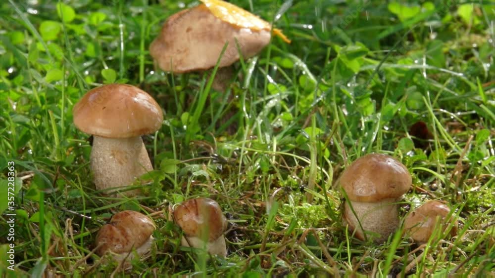 Light summer rain is falling on the small beautiful mushrooms growing in the grass Light summer rain is falling on the small beautiful mushrooms growing in the grass