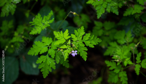 green leaves in the forest