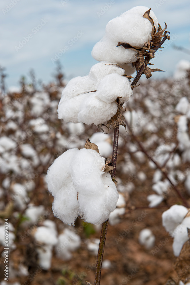 Close Up View of Cotton Bolls Growing in the Fields Near Alexandria, Louisiana at Harvest Time