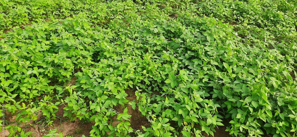 Macrotyloma uniflorum plant. It is a Pulse plant.It is a many names like horse gram,kulthi bean,hurali,Madras gram.In traditional Ayurvedic cuisine,Pulse is considered a food with medicinal qualities. Macrotyloma uniflorum plant. It is a Pulse plant.It is a many names like horse gram,kulthi bean,hurali,Madras gram.In traditional Ayurvedic cuisine,Pulse is considered a food with medicinal qualities.