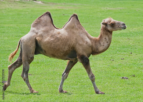 Bactrian or Two Humped Camel Against Green Grassy Background