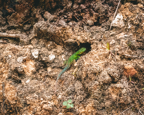 Photograph of a green lizard basking in the sun on a rock