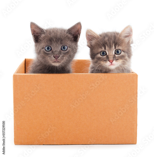 Two little cats in cardboard box.