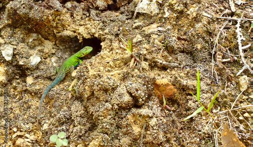 Photograph of a green lizard basking in the sun on a rock