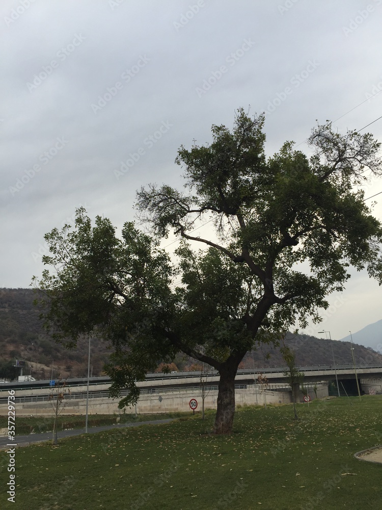 trees in the park