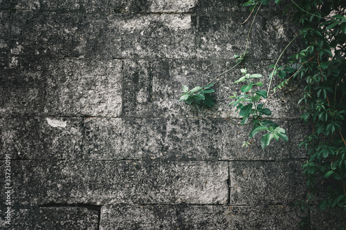 Old brick wall close up for background.Climbing plants on the old on concrete wall. Сement ivy wall.