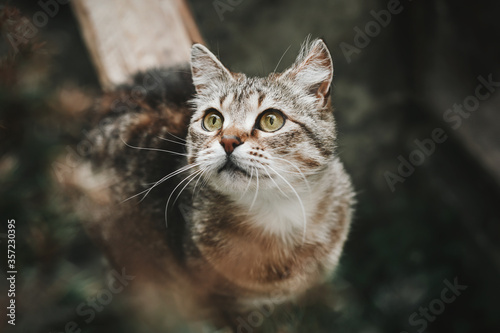 Brown tabby cat with green-yellow eyes on a white background. Beautiful cat on the nature looks up. The cat preys on birds. Top view. Outdoors.