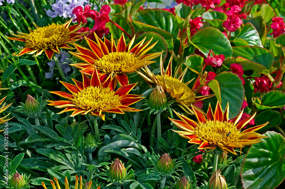 Gazania 'Sunshine' close up in a flower border Gazania 'Sunshine' close up in a flower border