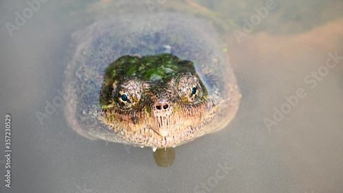 Common snapping turtle in a pond photo