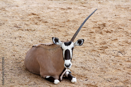 The male oryx antelope have one horn in sawanna garden