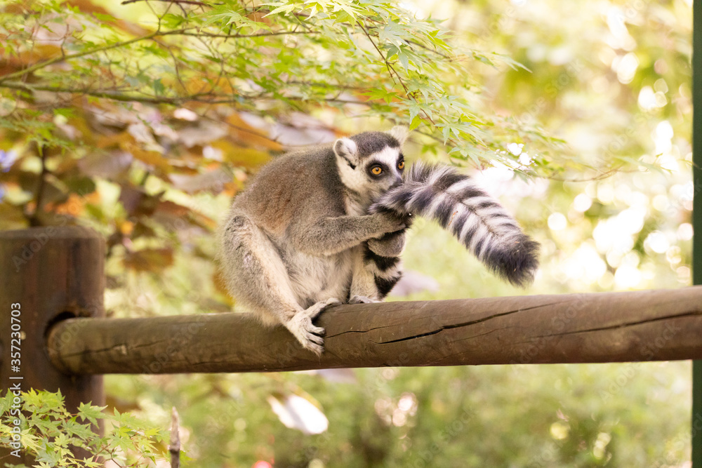 Fototapeta premium Der Katta Lemur riecht an seinem Schweif, kratzt und putzt sich. Dabei fühlt er sich sehr wohl