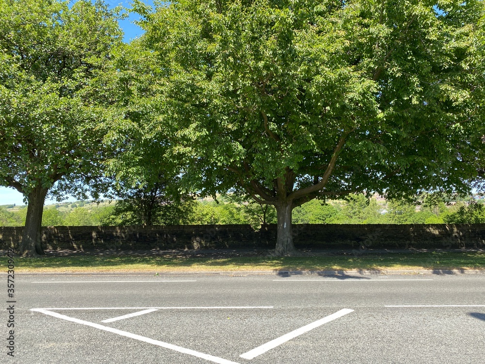 Old trees on the roadside near, Thornton, Bradford, UK