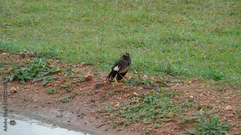 crow on the ground crow on the ground