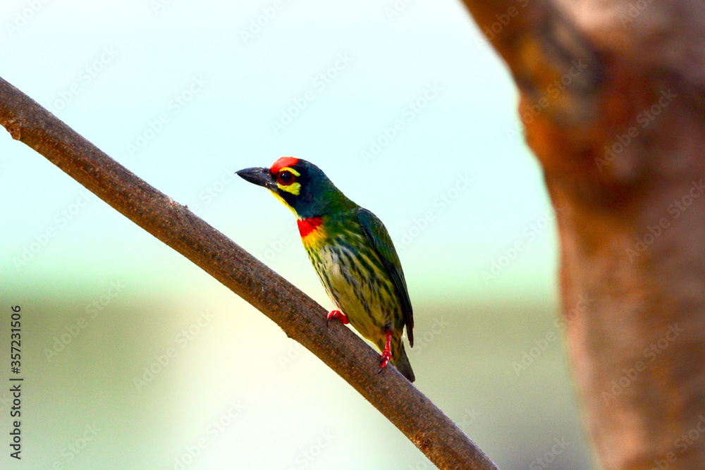 coppersmith barbet is on a branch