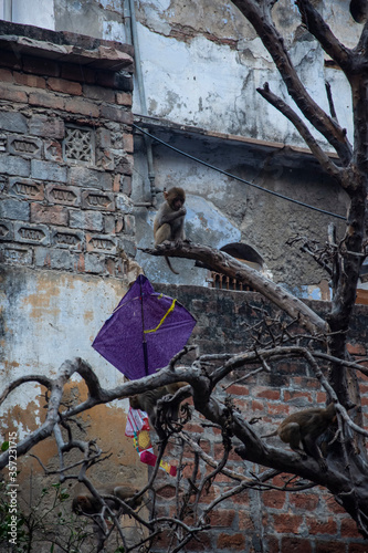 Monkeys on the streets and roofs of Varanasi, India.