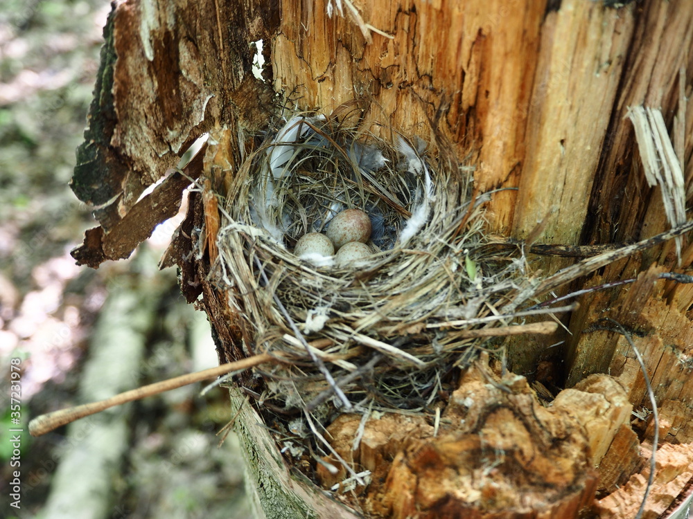 bird's nest with eggs in the wild on a tree bird's nest with eggs in the wild on a tree