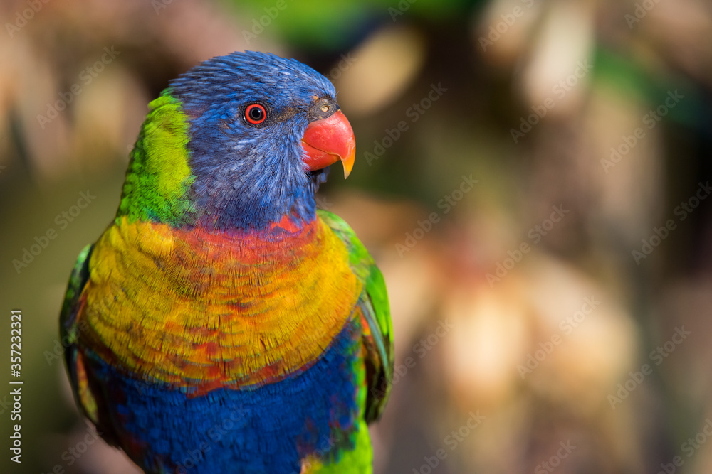 A Rainbow Lorikeet pauses as it forages among flowering aloe at the Adelaide Botanic Gardens in Adelaide, South Australia. A Rainbow Lorikeet pauses as it forages among flowering aloe at the Adelaide Botanic Gardens in Adelaide, South Australia.