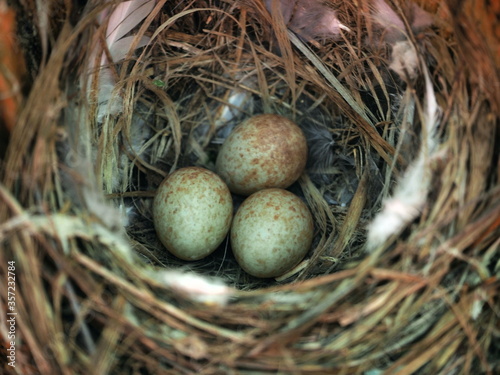 bird's nest with eggs in the wild on a tree