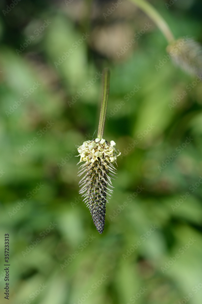 Fototapeta premium Ribwort Plantain
