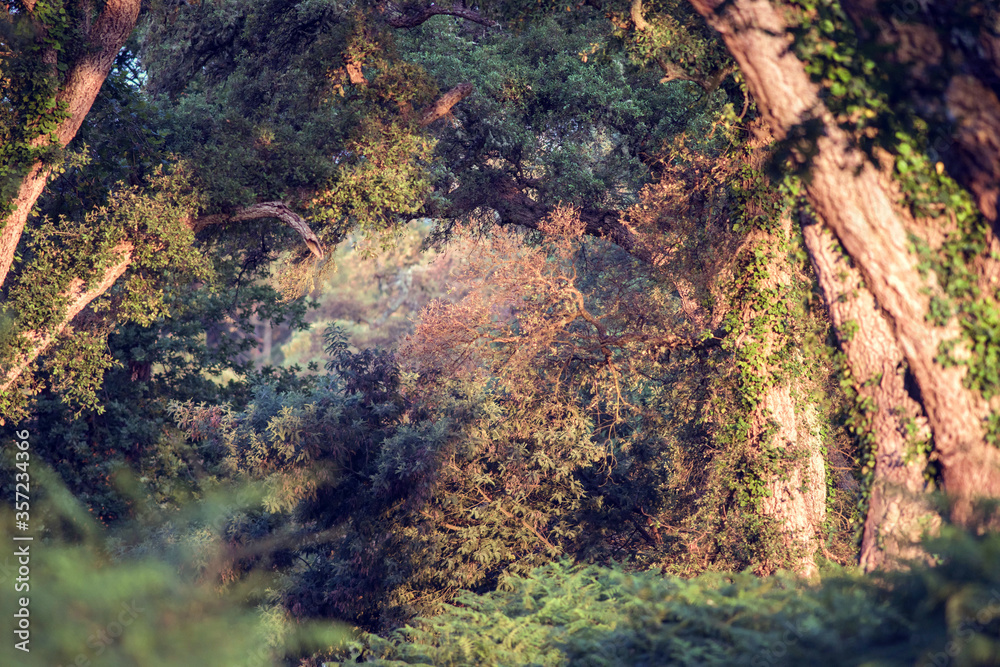 sunrise over cork oaks in the forest sunrise over cork oaks in the forest