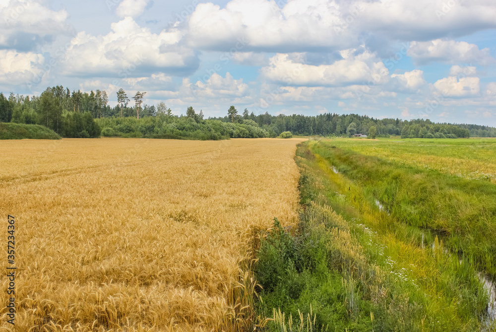 Beautiful countryside on a sunny summer day. A view of the meadow and already yellow cereals (barley) field. 
The barley area and the meadow are separated by a small river. Latvia