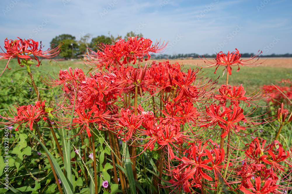 Red Spider Lilies Growing in Profusion on Roadside in Central Louisiana Red Spider Lilies Growing in Profusion on Roadside in Central Louisiana