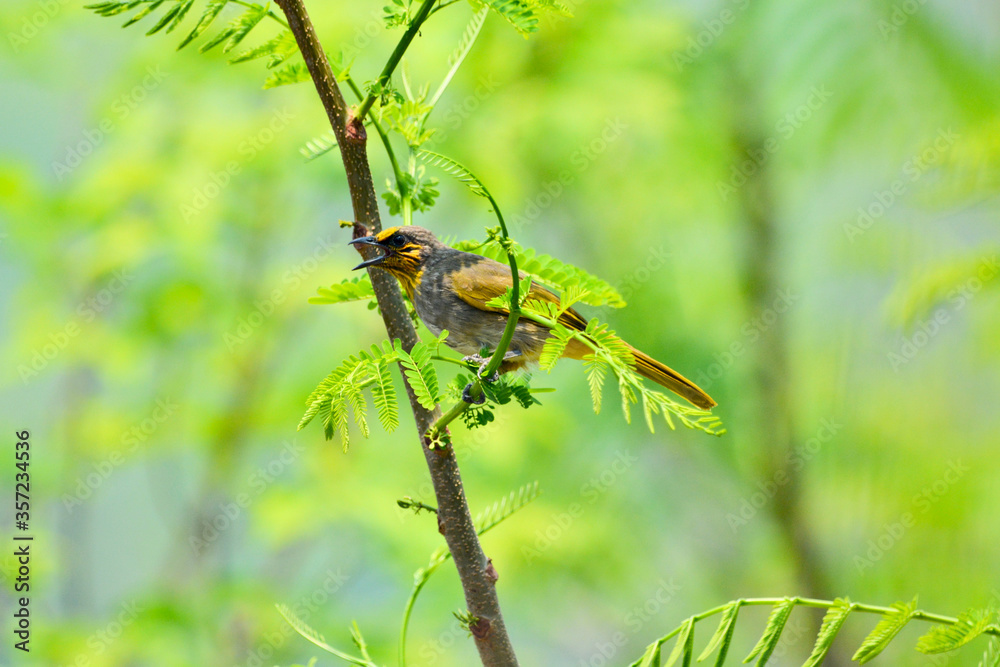 Pycnonotus finlaysoni is on a branch Pycnonotus finlaysoni is on a branch