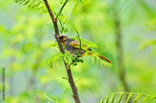 Pycnonotus finlaysoni is on a branch