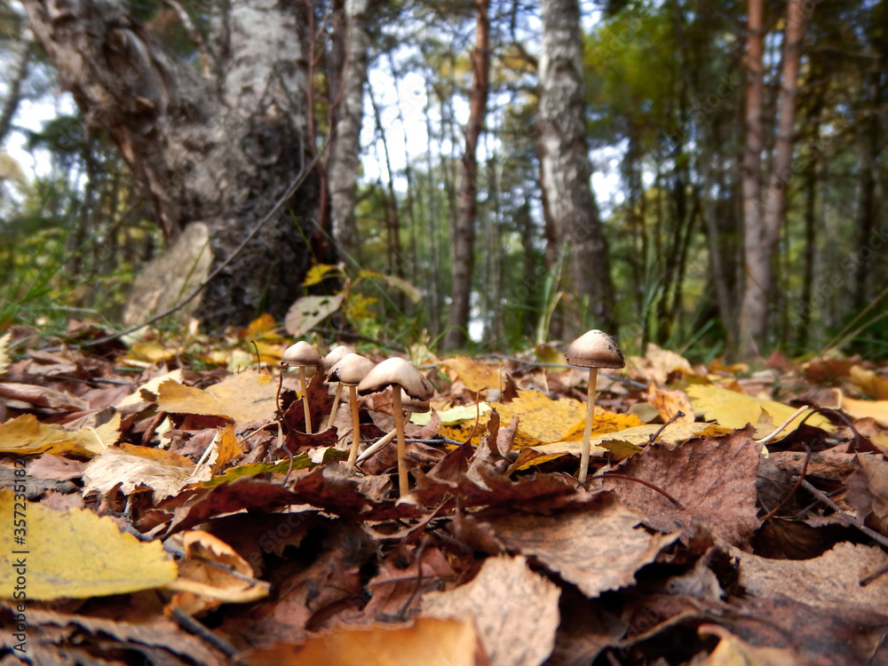 Obraz premium Inedible mushrooms in the autumn forest