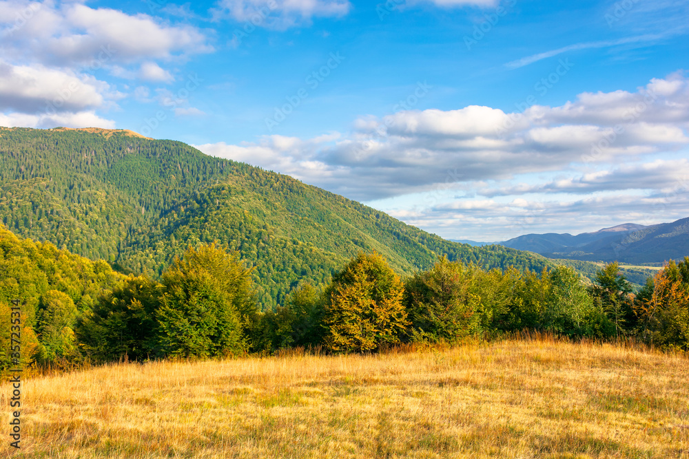 wonderful autumn landscape in evening light. open view with forest on the meadow in front of a distant valley. trees and yellowish grass on the hills. mountain ridge in the distance. blue sky wonderful autumn landscape in evening light. open view with forest on the meadow in front of a distant valley. trees and yellowish grass on the hills. mountain ridge in the distance. blue sky