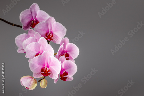 Purple phalaenopsis orchid flower over dark grey