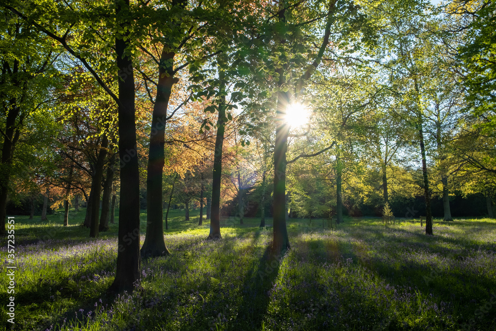 Evening sun beams shine through a forest filled with tall trees and bluebells.