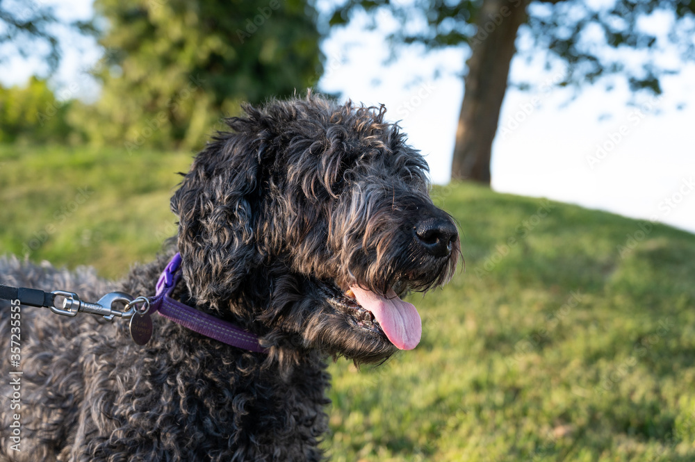 Happy black labradoodle smiling in a scenic green park.