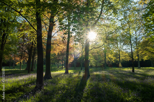 Evening sun beams shine through a forest filled with tall trees and bluebells.