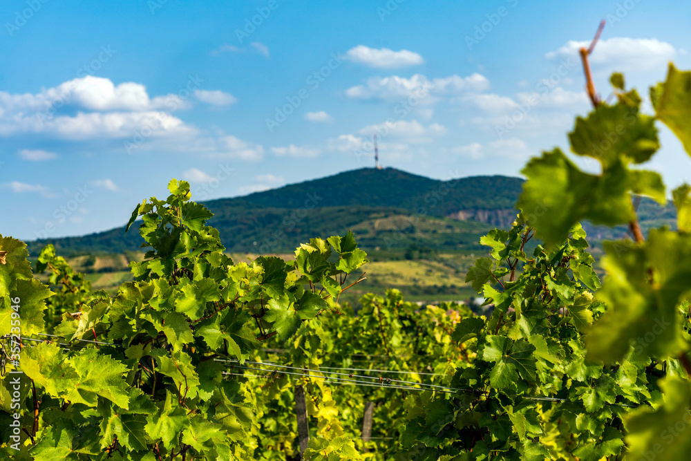 Vineyard in Tokaj, north of Hungary