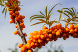 Sea buckthorn (Hippophae) branches with ready-made golden-orange berries on a blue-sky background in a natural growth environment