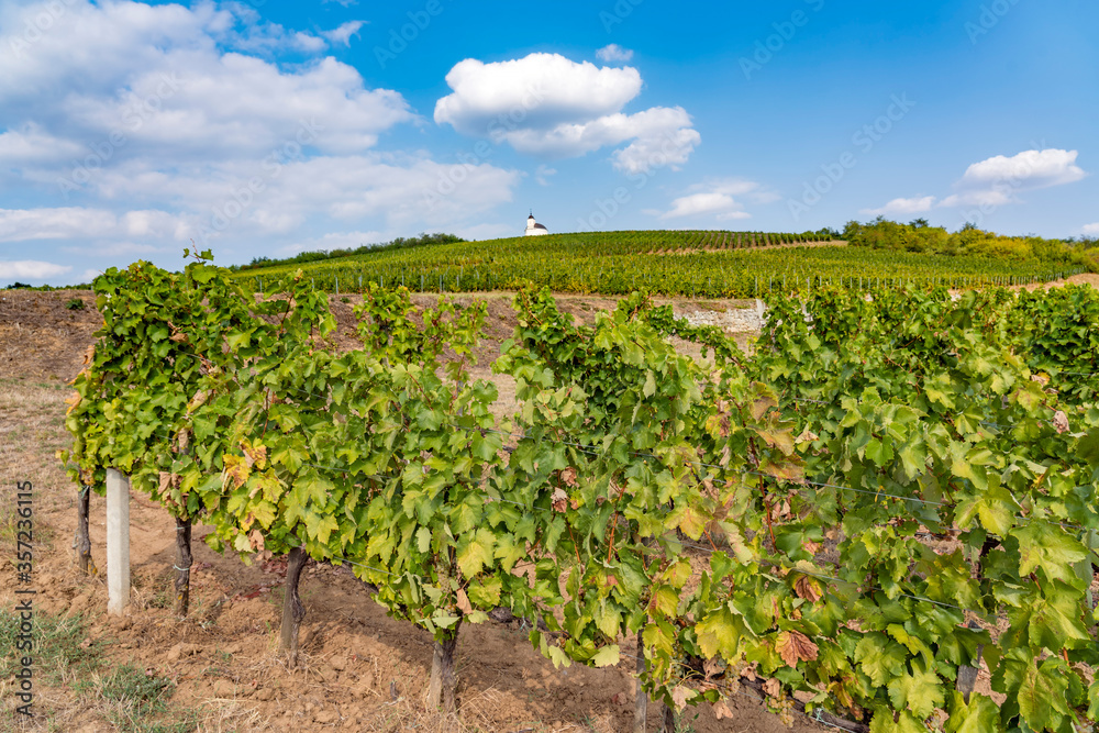 Vineyard in Tokaj, north of Hungary