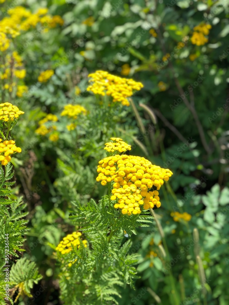 yellow flowers in spring yellow flowers in spring