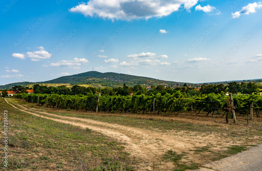 Vineyard in Tokaj, north of Hungary