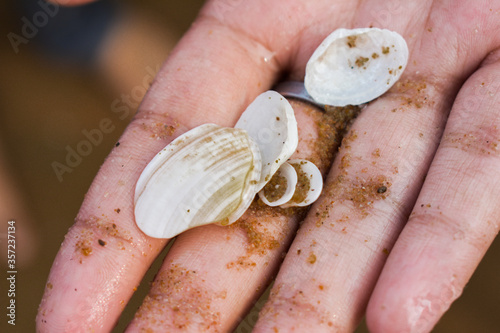 a handful of oyester shells with some sand at puri sea beach photo