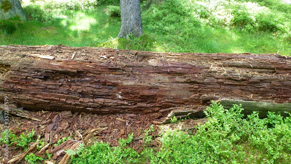 Fototapeta premium Totholz im Wald