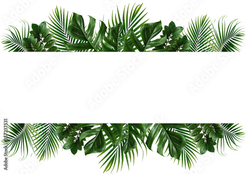 Fototapeta Naklejka Na Ścianę i Meble -  Tropical green leaf frame on white background.