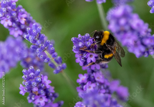 Bee on lavender on a summer's day