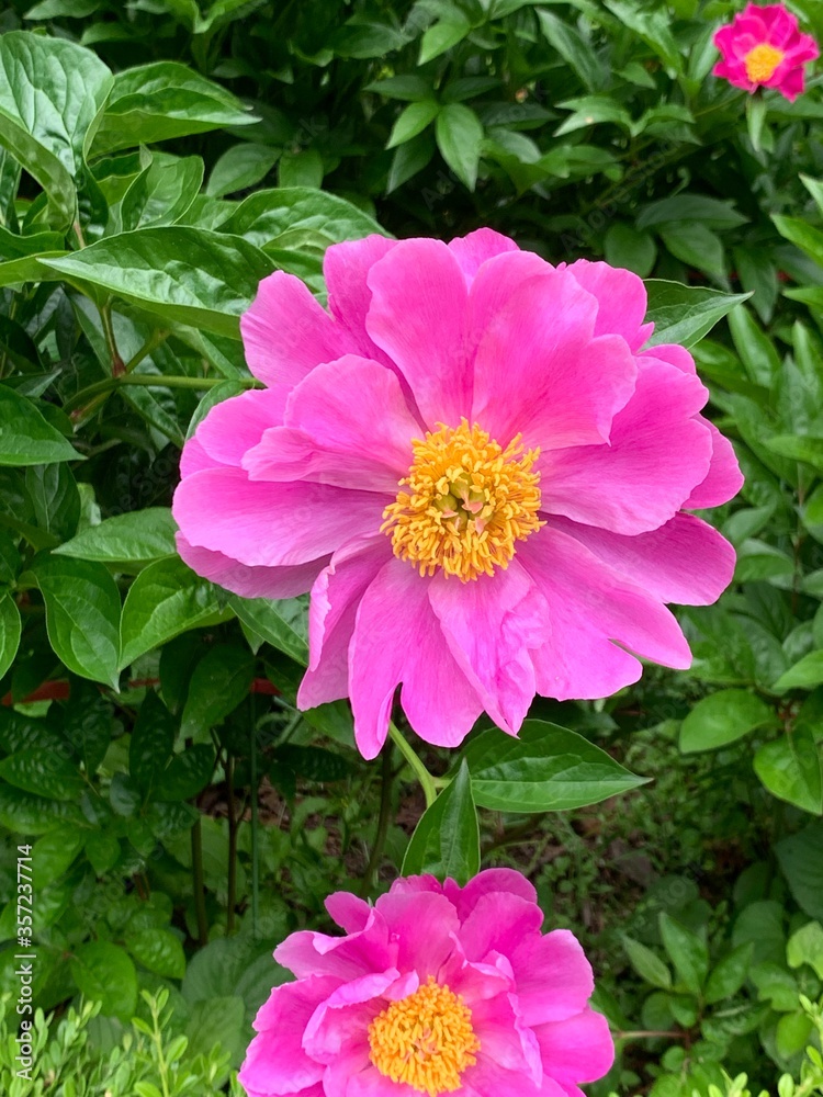 Obraz premium Peony Flower