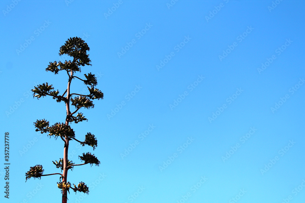 part of tropical tree in summer