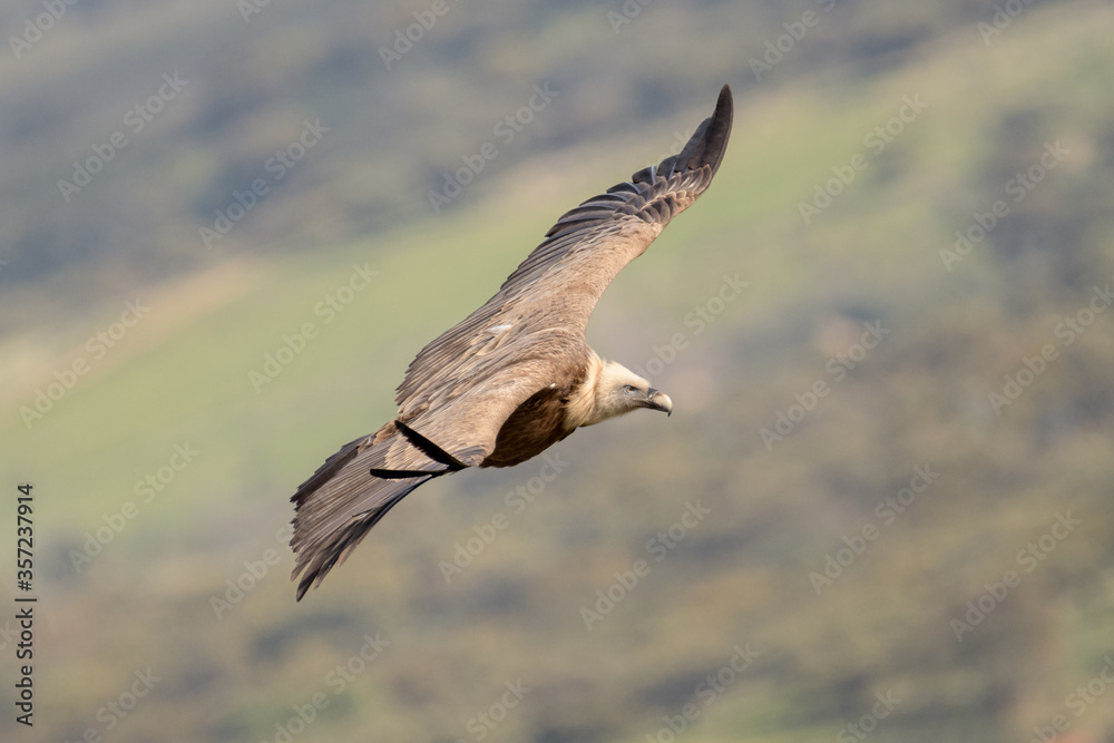 Fototapeta premium griffon vulture in flight with wings deployed